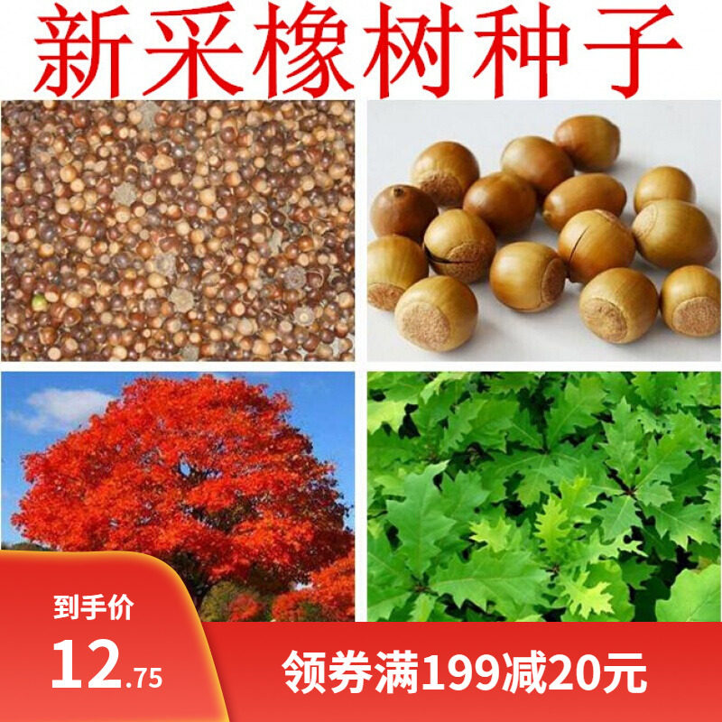 橡树种子青冈栎种子麻栎种子象树种子橡籽美国红橡红栎树柞树种子