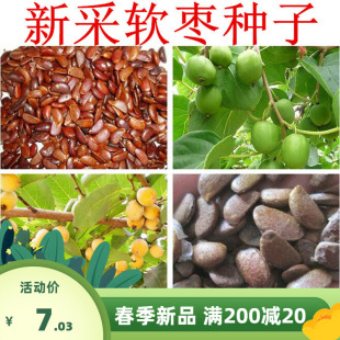 耐寒软枣种子嫁接高产甜巨型宽大柿子树钻木君迁子野生柿子黑枣籽