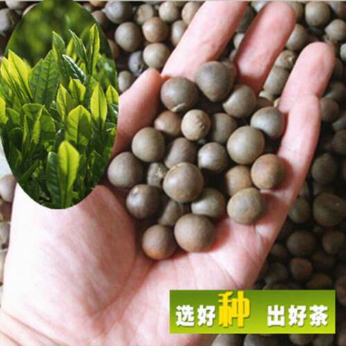 新采茶叶籽茶树种子绿茶特早茶108茶籽龙井铁观音红茶白茶普洱茶
