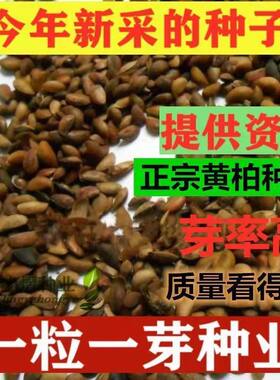 药材黄柏种子川黄柏种子黄檗圆柏檗木黄菠萝籽皮厚树木苗木树种子
