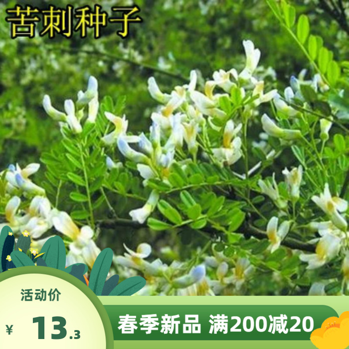 苦刺花种子 狼牙刺种子 铁马胡烧白刺花种子护坡灌木种籽 耐干旱