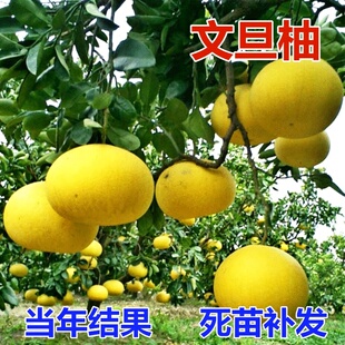 湖南果树苗 果苗 蜜柚苗 嫁接柚子苗 文旦柚苗 又名 度尾无籽蜜柚