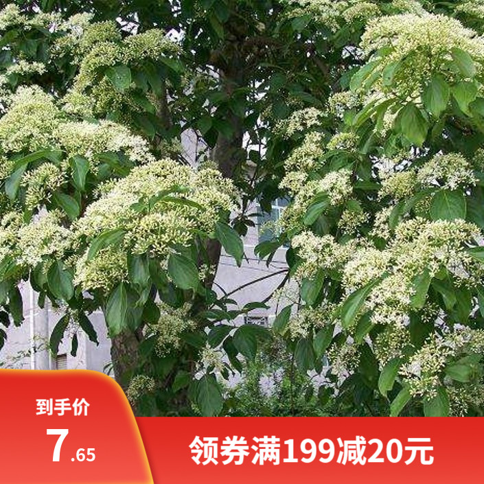 光皮树种子 毛梾 车梁木种子 凉子木 苦檀 灯台树种子林木种籽