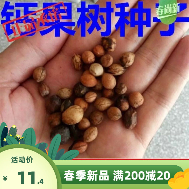 新钙果树种子 中华钙果种子 红色欧李水果种子包邮