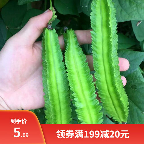 四棱豆种子 四棱豆苗 四角豆皇帝豆香龙豆 四季盆栽