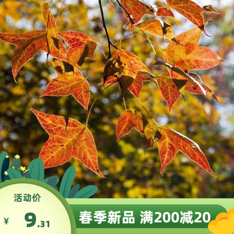 枫香种子 枫香树种子 绿化苗木林木苗木 风景树阳台花卉种籽