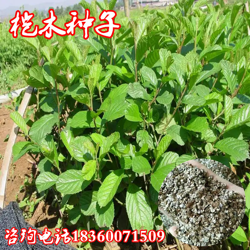 林木江南桤木种子 青木树 水青风 桤蒿种子 水冬瓜旱冬瓜种子