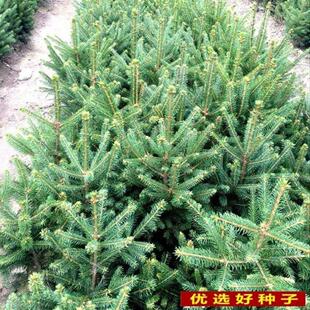 云杉种子新采杉木种子云杉树苗种子茂县云杉杉树种子绿化树木包邮