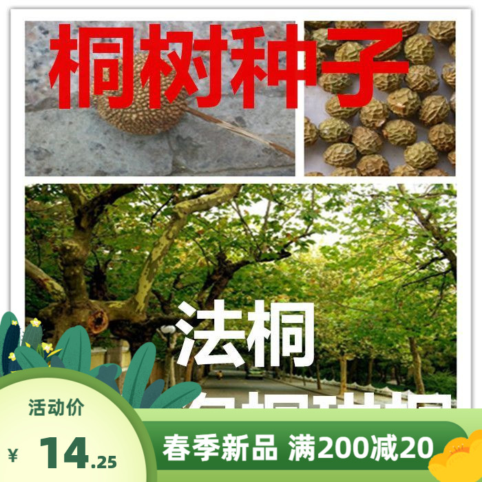 林木种子海桐珙桐梧桐树青桐种子