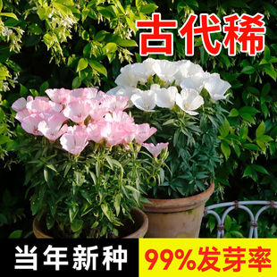 古代稀花籽一年四季都开花易活秋天种的花适合种院子里的花种子