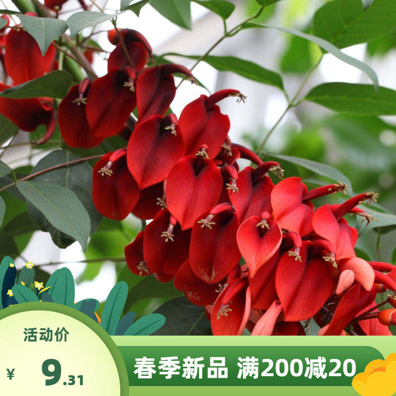 新采鸡冠刺桐种子 巴西刺桐 鸡冠豆种子 象牙红 鸡冠花树种子