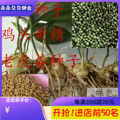黄精种子材种籽玉竹滇黄精鸡头精黄精种籽老虎姜新鲜黄精种子