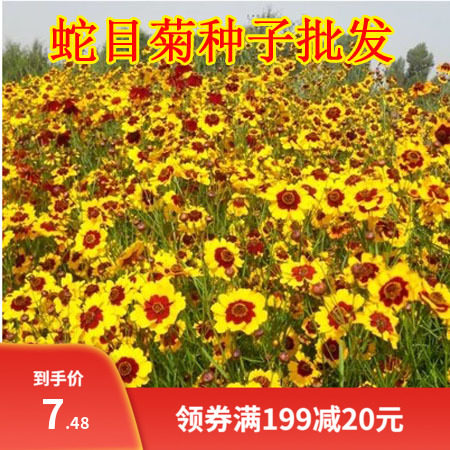 蛇目菊种子 昆仑雪菊 双色金鸡菊多年生花籽景观工程草花种子包邮