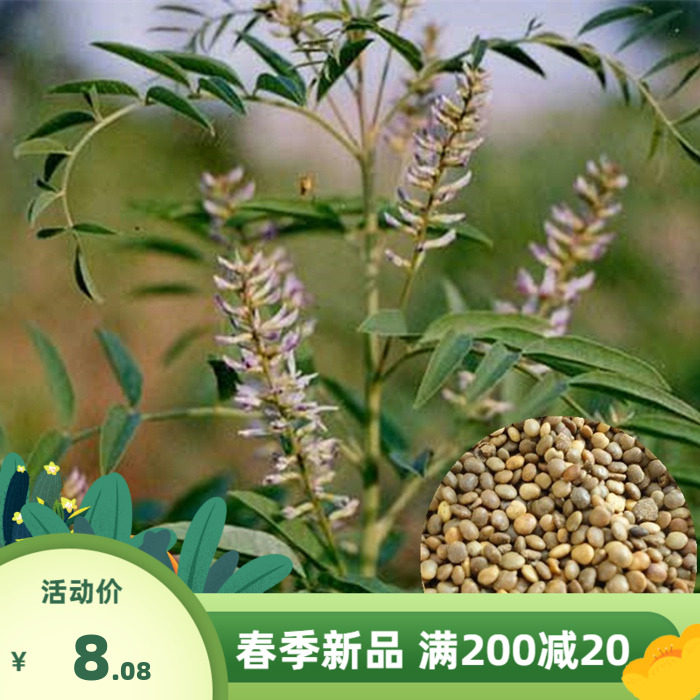 散装中草药材种子新采摘中药材甘草种子 甜草 四季耐热耐寒耐瘠薄