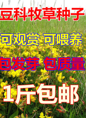 百脉根种子牧草种子五叶草牛角花草种子多年生牧草高产量护坡固土