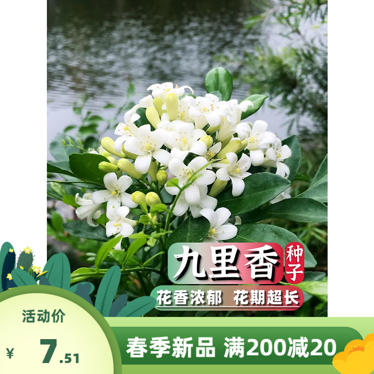 九里香种子万里香多年生林木灌木种籽孑绿化种业花园庭院观赏盆景