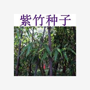 紫竹种子 楠竹 小叶 金镶玉竹种子竹子种子 毛竹树种子 紫色竹子
