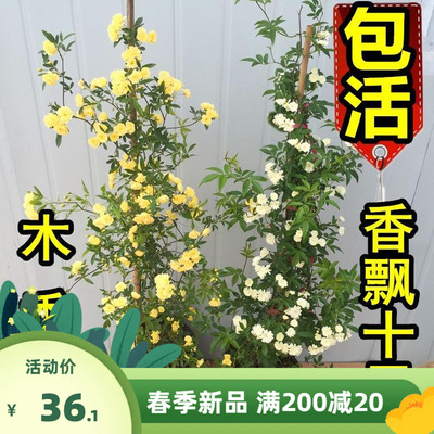 红黄木香藤本月季花苗庭院爬藤蔷薇玫瑰四季木本盆栽室内植物花卉