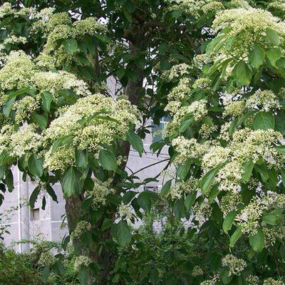光皮树种子 毛梾 车梁木种子 凉子木 苦檀 灯台树种子林木种籽