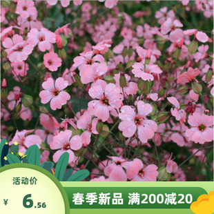 满天星种子白粉花春季开花阳台盆栽庭院花海绿化花种花籽易活易种