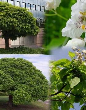 梓树种子  河楸 臭梧桐 黄花楸 水桐楸 木角豆黄金树种子林木种子