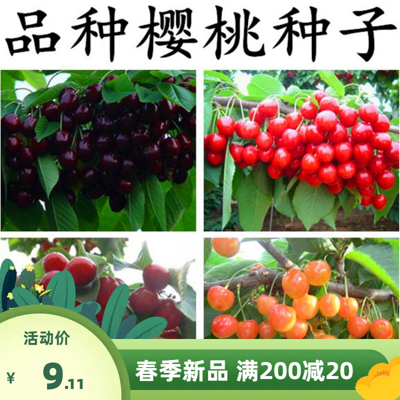 散装樱桃树种子 车厘子野樱桃山樱桃毛山樱桃大樱桃四季果树种籽