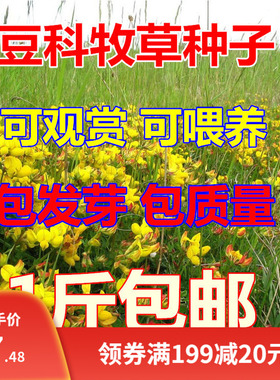 百脉根种子牧草种子五叶草牛角花草种子多年生牧草高产量护坡固土