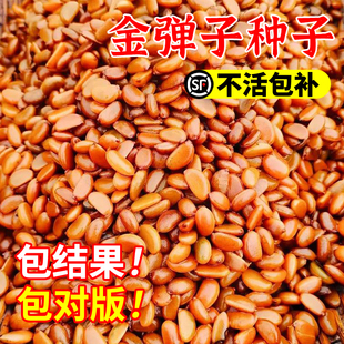 2024年四川金弹子种子葫芦果鸡血红老鸦柿人参果盆景树种盆景种籽