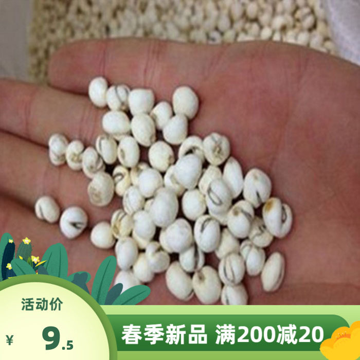 中药材种子川贝贝母种子青贝浙贝甘肃贝种子阳台庭院盆栽种植包邮