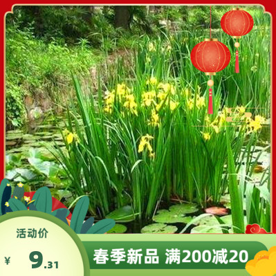 水池绿化水生花卉水草水挺植物鱼塘池塘黄菖蒲种子黄花鸢尾种子