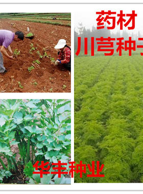 特产川芎菜 野生中药材种子 穹野生老川芎 种子川芎种子活川芎子