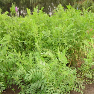 沙打旺种子 优质牧草种子 豆科优质 麻豆秧沙地牧草种子