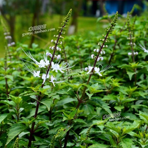 药中草药材种植猫须草种子和苗 肾茶化石草观赏入 花卉盆栽包邮
