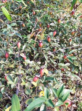 野生金樱子种子金罂子金英子刺梨子刺榆子山石榴多年生材野果