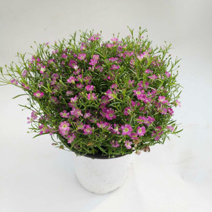 满天星花种子宿根花籽四季开花易活花籽室内阳台盆栽种子花卉