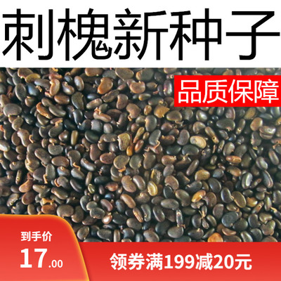 刺槐种子紫穗槐 洋槐蜜蜂采蜜槐花黄花槐种子 白花刺槐树香花槐
