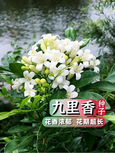 九里香种子万里香多年生林木灌木种籽孑绿化种业花园庭院观赏盆景