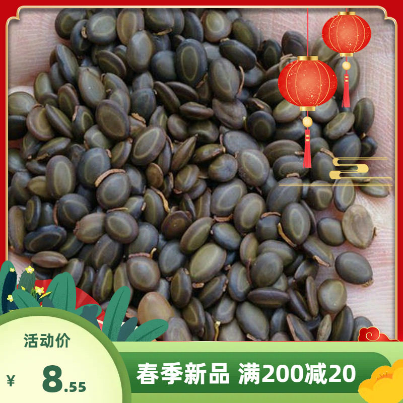 优质新台湾相思种子 台湾柳相思树种子 马占相思树种籽洋桂花种子