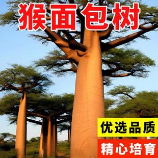 非洲面包树种子 猴面包树种子树籽 包邮
