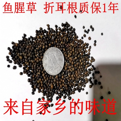 新鲜盆栽种子保健菜四川种苗