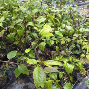 岗梅种子  山梅根苗假青梅苗 点称星种子 天星木种 称星树苗种子