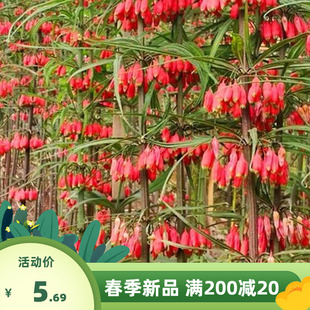 药材种带皮新鲜黄精种子 多花不倒苗种子 鸡头老虎姜红花滇黄精籽