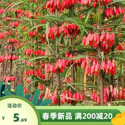 红花种子老虎姜新鲜鸡头黄精