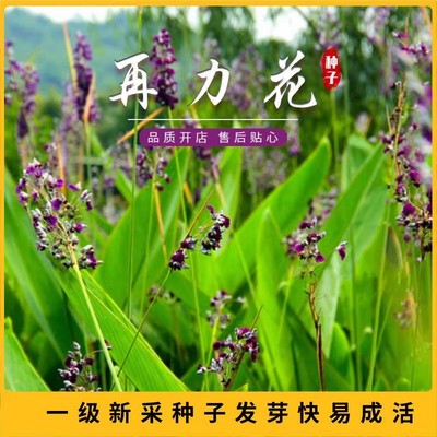 水生植物 再力花种子 千屈菜花叶芦竹香蒲芦苇梭鱼草夏季常绿鸢