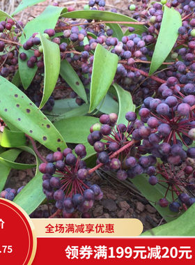药材土茯苓种子 新采土茯苓种子 茯苓树籽红土苓硬饭头冷饭团茯苓