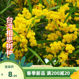 优质新台湾相思种子 台湾柳 大叶占马相思树种子相思子洋桂花种子