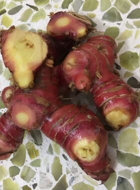 新鲜南姜潮汕山姜头卤味冬荫功