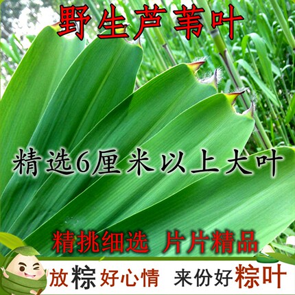 【精选200片】特大号 粽叶新鲜粽子叶大号野生芦苇叶包粽子专用
