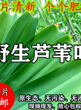 【正宗芦苇叶】粽叶新鲜粽子叶大号包粽子专用特大野生老式粽子叶