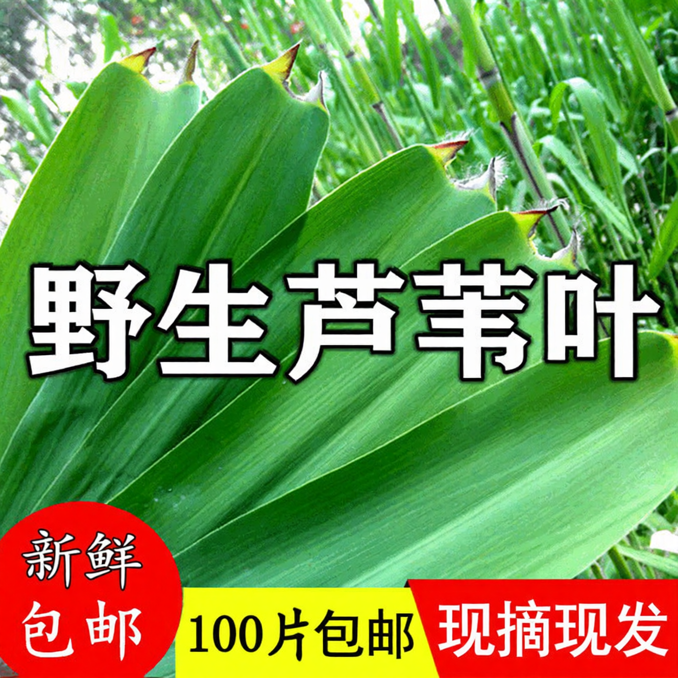【正宗芦苇叶】粽叶新鲜粽子叶大号特大包粽子专用棕叶野生粽子叶